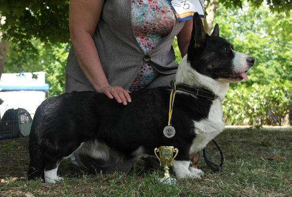 Lucky Shepherd Haus Wityk | Cardigan Welsh Corgi 