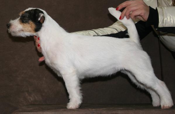 JACK  ELVIRA | Jack Russell Terrier 