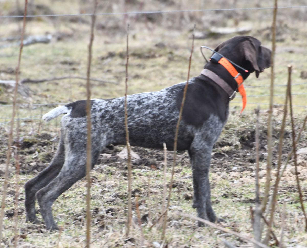 Showme Kan-Point's Smoking Gun | German Shorthaired Pointer 