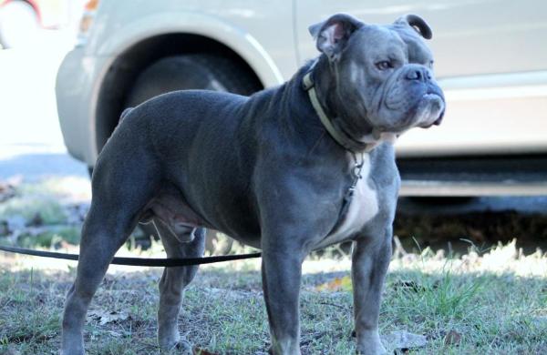 Broad st. bully'S  predator | Olde English Bulldogge 