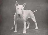 The Sphinx | Bull Terrier 