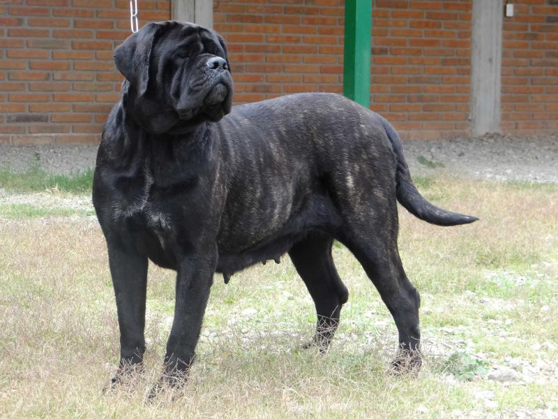 ROYAL BLOOD CLASSIC PANDA | Mastiff 