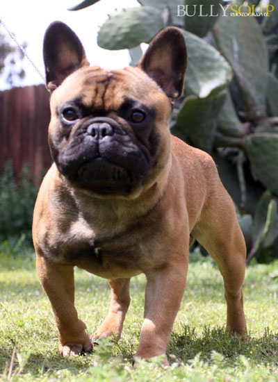 Gaff's Chavez Protector of the Mogwai | French Bulldog 