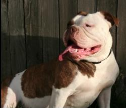 Bullenbessiers' Mai Ling | Olde English Bulldogge 