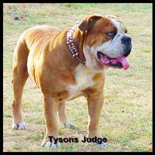 Sullivan's Tyson Judge | Olde English Bulldogge 