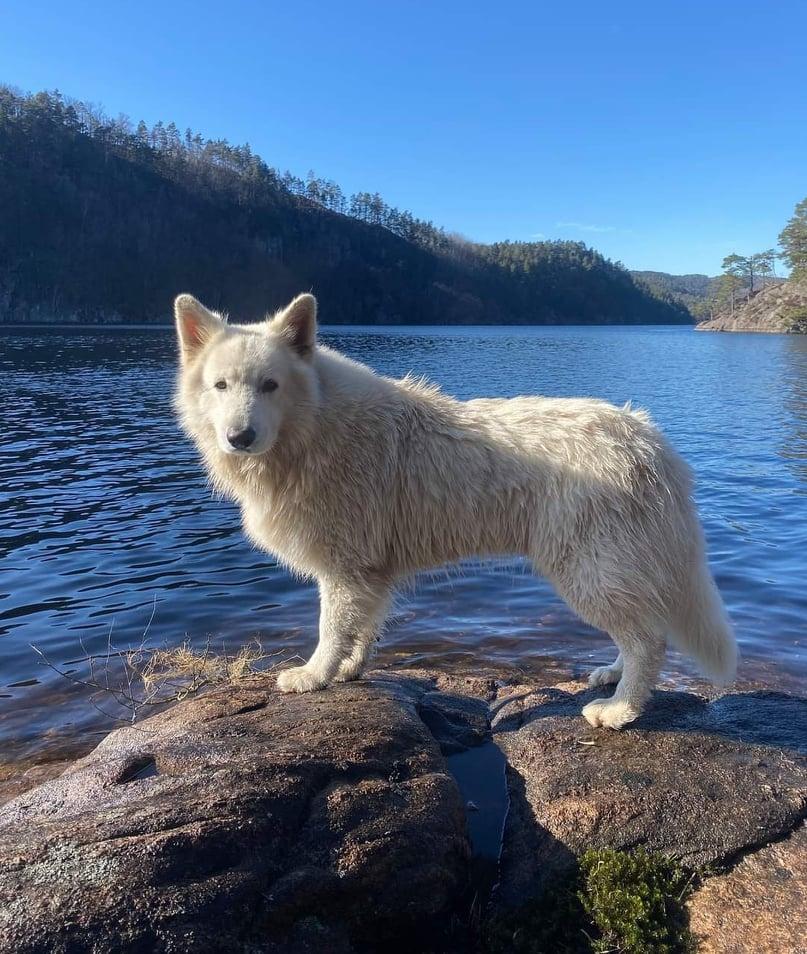 House Of Fun's Born To Fight | White Swiss Shepherd Dog 