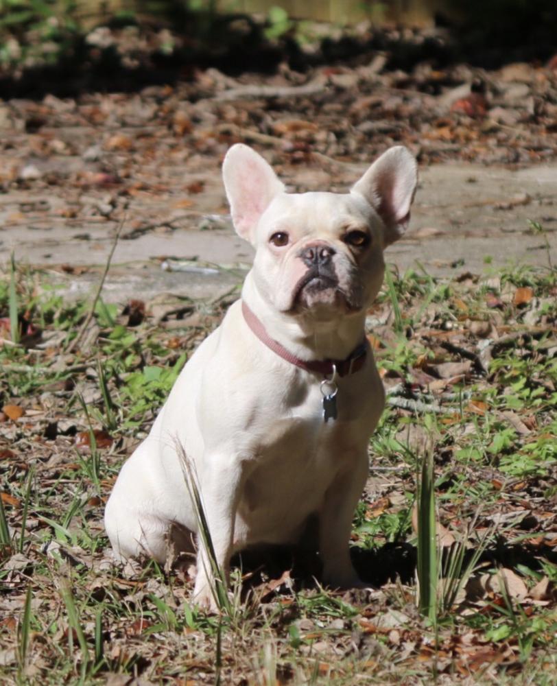 Clair De Lune Et Roses | French Bulldog 