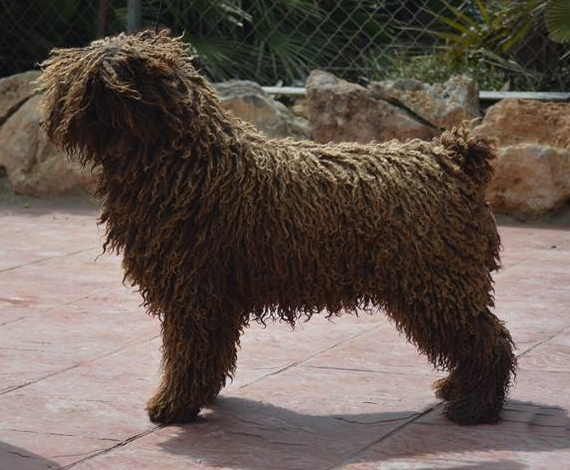 Boj de Rubio Alfaro | Spanish Water Dog 