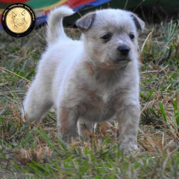 CAMILLY OF HEELER SELIVON | Australian Cattle Dog 