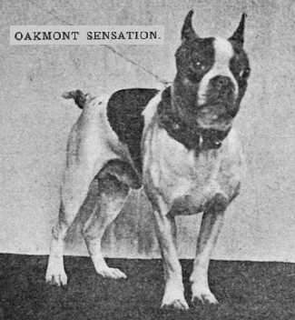 Oakmont Sensation | Boston Terrier 