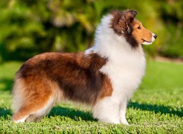Jesstar L.A. Candy | Shetland Sheepdog 