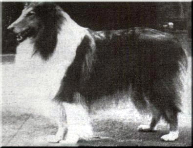 Danvis Damascus | Rough Collie 