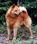 Jayenn Ackee's Iscra | Finnish Spitz 