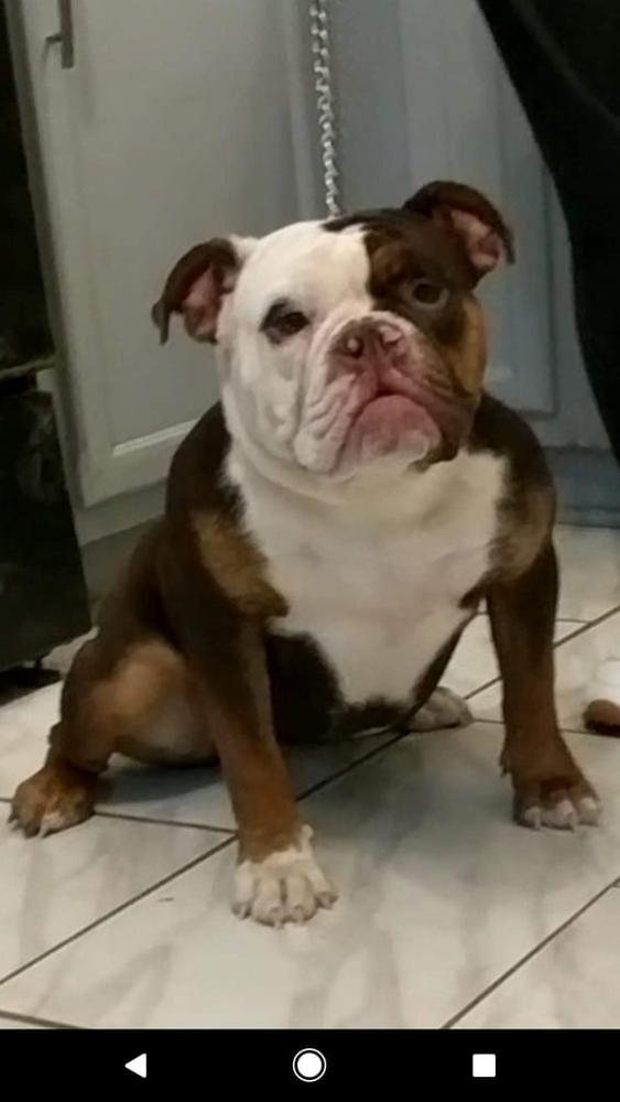 MSK's Mulan of CFK | Olde English Bulldogge 