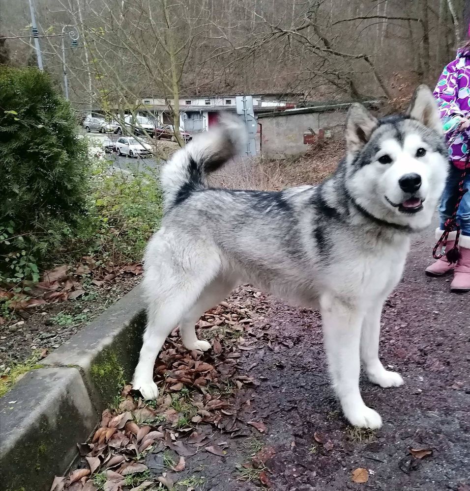 Cassiope Northern shadows | Alaskan Malamute 