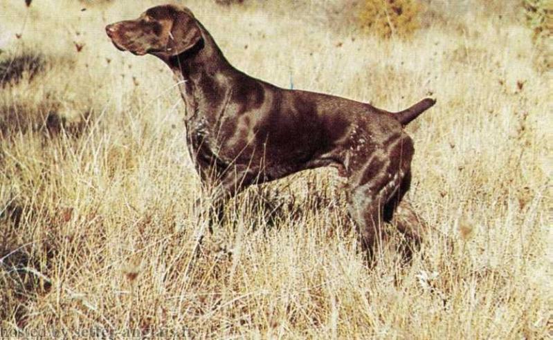 Cooky du Site aux Ormes | German Shorthaired Pointer 