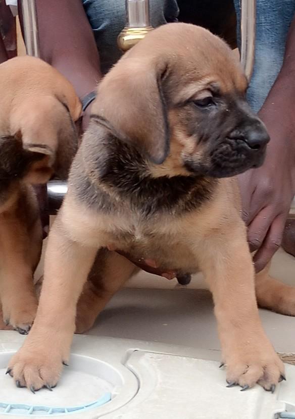 Sky vom luna (Dêrôyâlpâwzkênnêl) | African Boerboel 