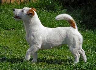 BAMBI BETHY OF CATHY'S COTTAGE | Jack Russell Terrier 