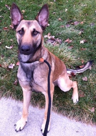 Blade | Belgian Malinois 