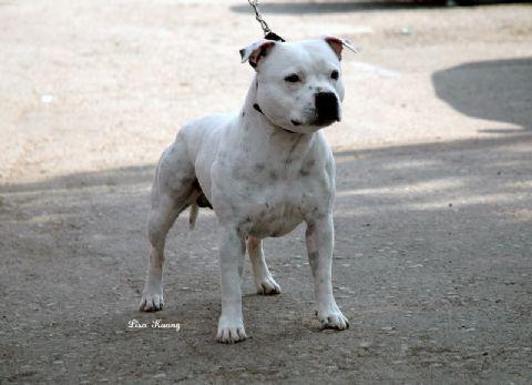 Koendidda Umrum | Staffordshire Bull Terrier 