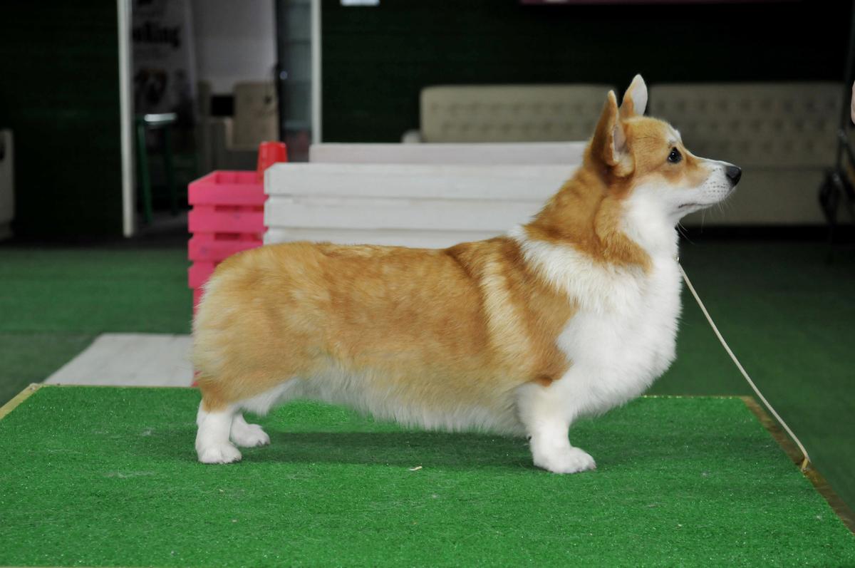 Ultra Magic iz Imperii Adamant | Pembroke Welsh Corgi 