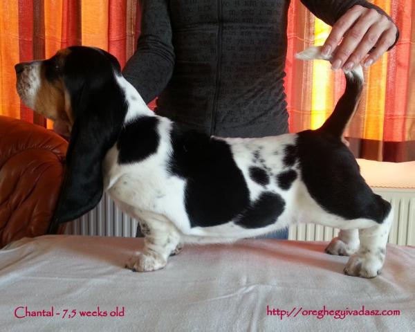 Öreghegyi Vadász Chantal | Basset Hound 