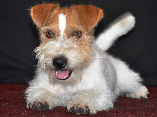 Kaszavölgyi-Fürge X-Master | Jack Russell Terrier 