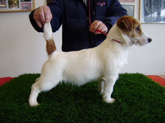 Giacinto dei Reali di Spagna | Jack Russell Terrier 