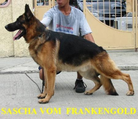 Sascha vom Frankengold | German Shepherd Dog 