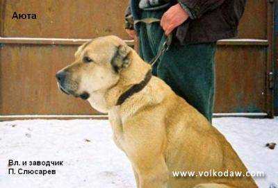 Ayta | Central Asian Shepherd Dog 