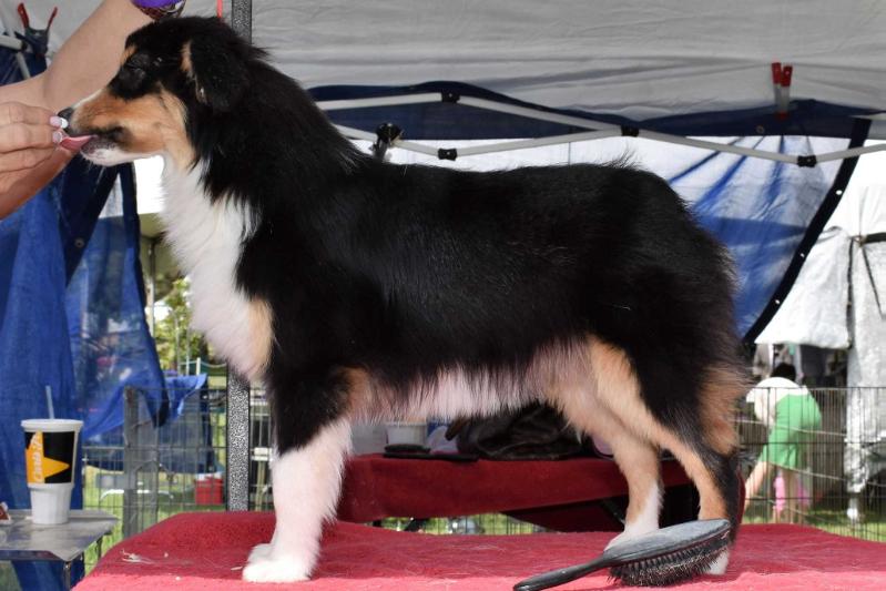 Red Rock A Lil Elfin Magic | Australian Shepherd 