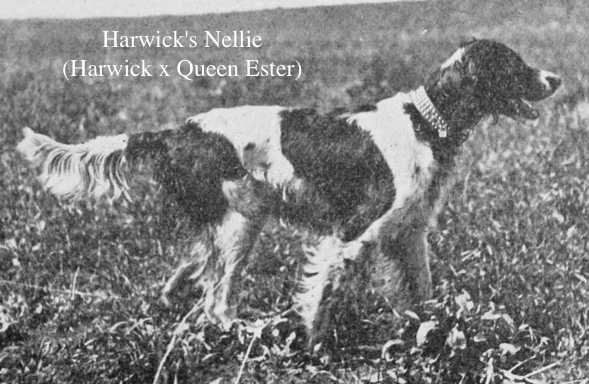 Harwick's Nellie (Harwick x Queen Ester) | English Setter 