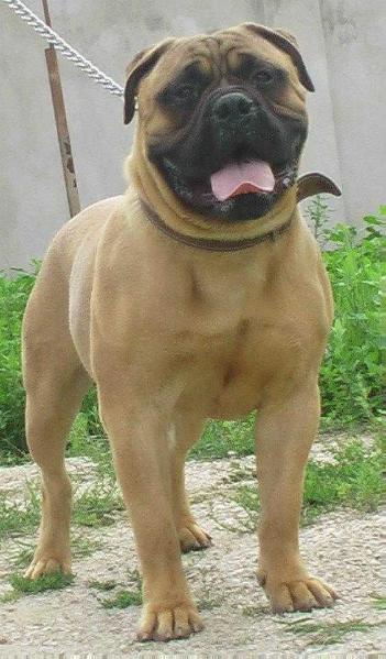 Sunny Lion Senator | Bullmastiff 