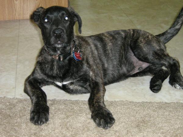 kong | Perro de Presa Canario 