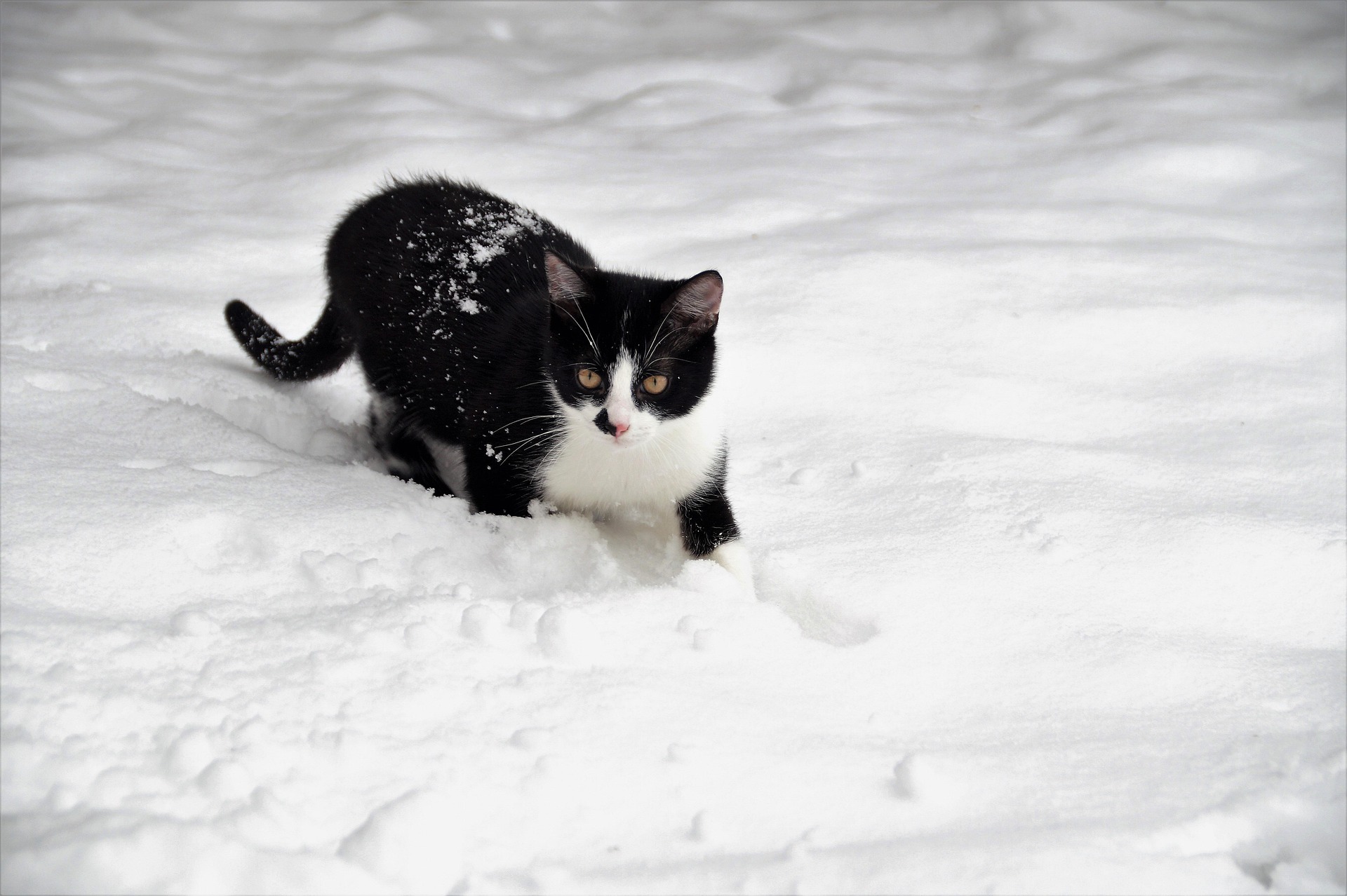 Cat in snow