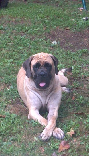 MJ's Flat Rockin Princess | Mastiff 