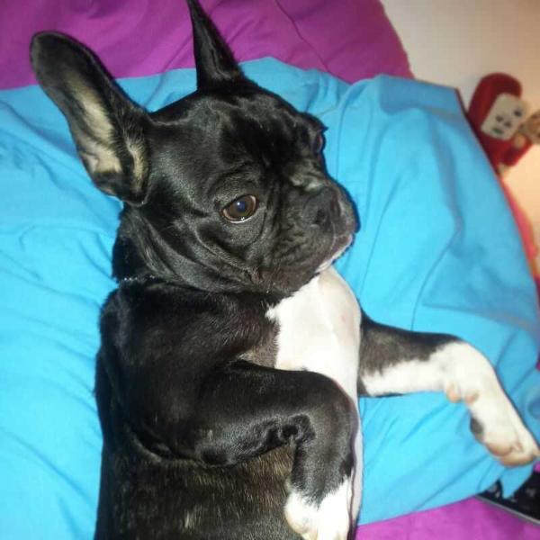 rumperl r´brad´villa | French Bulldog 