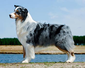 Stone Ridge Talkin’ About Tonight | Australian Shepherd 