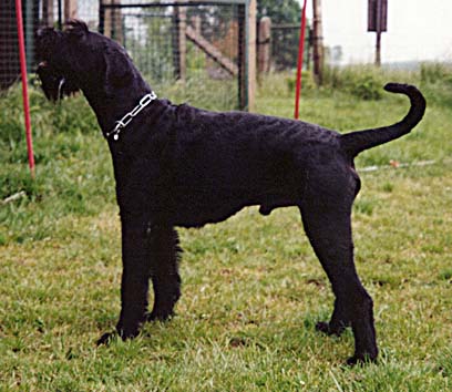 Finley vom Nordexpress | Giant Schnauzer 