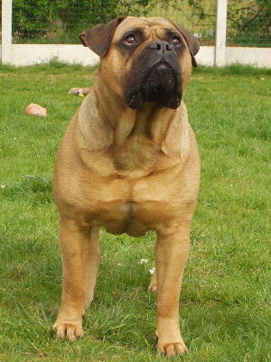 Pin up du grand Molosse (Elite A) | Bullmastiff 