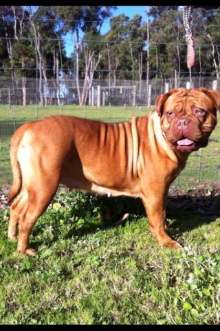 Allegreto Mable May | Dogue de Bordeaux 