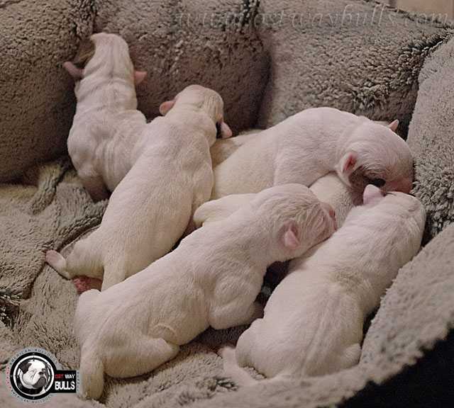 Ostwaybulls Little Kong` Imperia | American Bulldog 