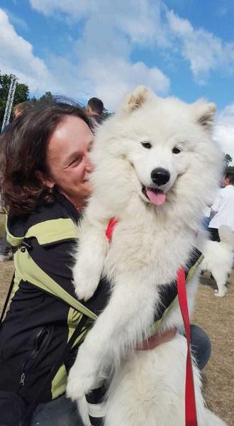 CALSEE ZOE Gold Warden | Samoyed 
