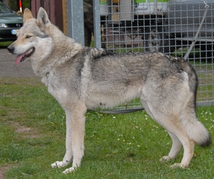 Cäsar von der Wolfsschleife | Czechoslovakian Wolfdog 