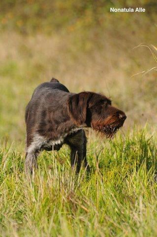 Notatula Alle | German Wirehaired Pointer 