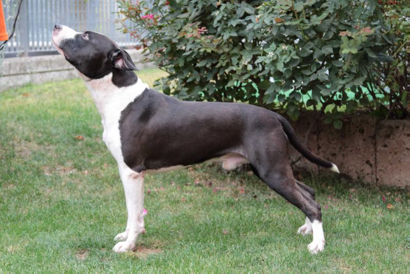 Smoky Flame of Happy Rascals | American Staffordshire Terrier 