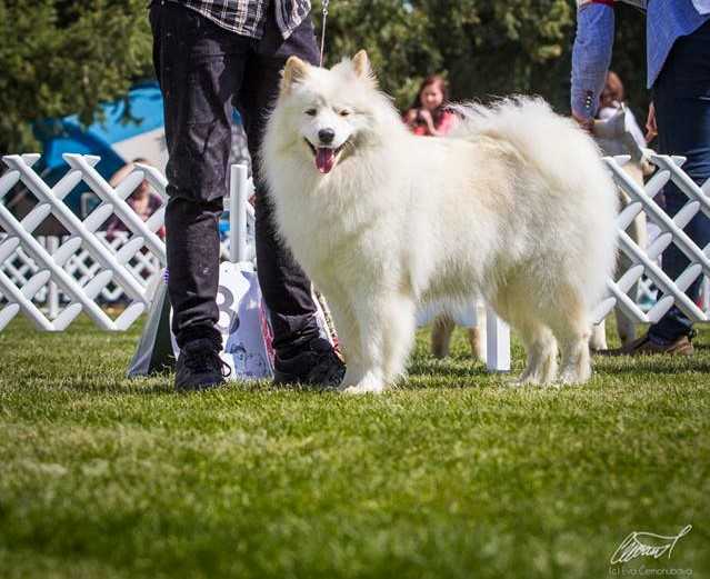 EARLEEN SAFIRA Gold Warden | Samoyed 