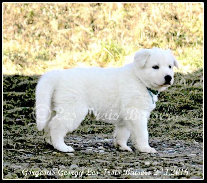 Gorgeous Georgy Les Trois Baisers | White Swiss Shepherd Dog 