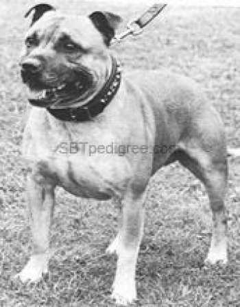 Cradbury Flash Danny Boy | Staffordshire Bull Terrier 