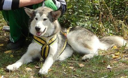 Alaska Arktik Planet | Alaskan Malamute 